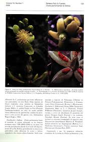 Image result for Hypoxis bampsiana