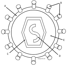 Viral load represents how quickly hiv is replicating. How Do Viruses Infect Cells A Coloring Guide