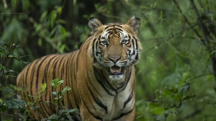 Kanha & Bandhavgarh National Parks Image 2