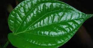 Mana boleh tak boleh jumpa sehelai sirih bertemu urat. Sireh Bertemu Amoora Superfood Wanita Dan Menapos Facebook