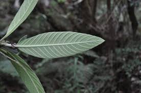 Image result for Bertiera