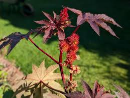 Image result for Ricinus
