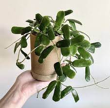 Hoya Rotundiflora Hoya Plants Plants Weird Plants