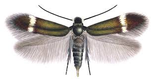 Image result for Stigmella pretiosa