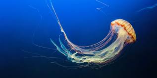 Wear a protective suit.when swimming or diving in areas where jellyfish stings are possible, wear a wet suit or other protective clothing. Stung Understanding Jellyfish Stings Scope