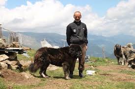 Turkish Shepherd Turkish Shepherd Dog Avkif