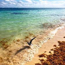 The Interwebs Had Me Worried About Seaweed All Along The Riviera Maya But It S Not Bad Right Now At Least Not In The Little Beach Town Riviera Maya Riviera