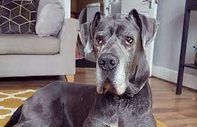 Search for adoptable pets at shelters and rescues, and adopt your new great dane. Great Dane Dogs For Adoption