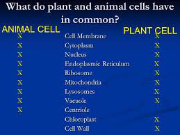 Centrioles are used for cell division in animal cells during both mitosis and meiosis also, there is chloroplasts in plant cells for production of organic sugars from carbon dioxide. Aim How Can We Describe The Structure And Function Of Cell Organelles Ppt Download