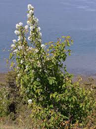 Image result for Sherbournia bignoniiflora