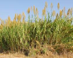 Image result for Arundo donax