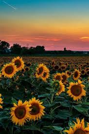 Sunflowers Sunflower Wallpaper Beautiful Nature Nature Photography