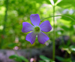 Image result for Oxalis purpurascens