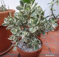 Mb Paisajismo Timeline Photos Jade Pflanzen Sukkulenten Pflanzen Kakteen Und Sukkulenten