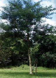 Image result for Acacia polyacantha