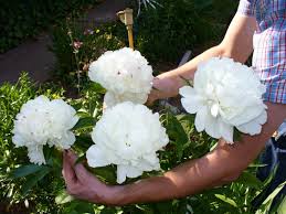 Pfingstrosen nie zu tief pflanzen, sonst blühen sie nicht. Pfingstrose Weiss Gefullt Schonste Stauden Expertenwissen