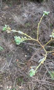 Image result for Euphorbia schinzii