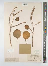 Image result for Calvoa