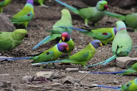 Small Green Bird With Red Spot On Head Plum Headed Parakeets Parakeet Parrot Beautiful Birds