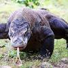 Die eidechsen der unterart podarcis muralis nigriventris sind in italien heimisch und wurden in einigen gebieten entlang des unteren inns und entlang der donau ausgesetzt. 1