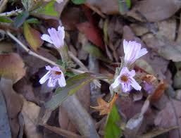 Image result for Dyschoriste trichocalyx