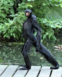 Size of spider monkey depends on the species. Being Arboreal Spider Monkeys Don T Often Come To The Ground But When They Do They Do It With Style Alltheanim Spider Monkey Animal Photo African Animals
