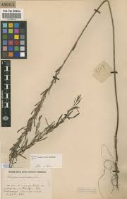 Image result for Indigofera simplicifolia