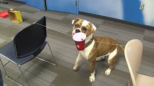 Indoor Dog Games For Cold Weather Months Youtube