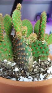 What does prickly pear cactus look like? Is It Sunscald Or Rot Cactus
