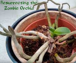 How to revive an orchid with root rot. Resurrecting The Zombie Orchid It S Not Dead Yet 6 Steps Instructables