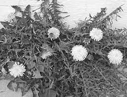 Check spelling or type a new query. Recognizing Dandelion S Herbal Benefits To Dogs Whole Dog Journal