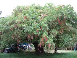 Image result for Barringtonia