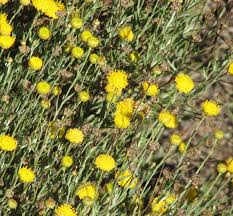 Image result for Rutidea