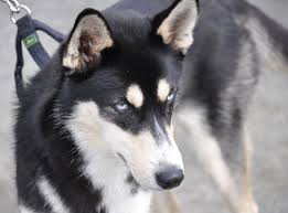 Black And White Husky Shepherd Mix German Shepherd Husky Mix Shepherd Mix Puppies German Shepherd Husky Mix German Shepherd Husky