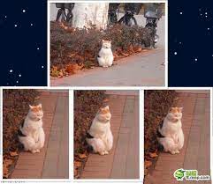 ボード lovely cats のピン