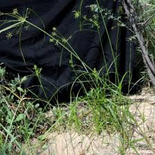 Image result for Kyllingiella microcephala