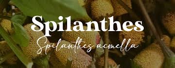 Image result for Spilanthes costata