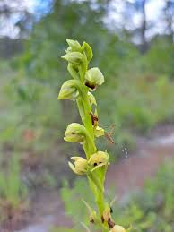 Image result for Orthochilus