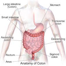 Discomfort or pain under the rib cage can be due to different causes depending on whether it is on the right, left or middle. Large Intestine Large Bowel Anatomy Functions And Pathology