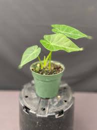 Image result for Remusatia