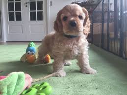 We did not find results for: Clumber Spaniel Puppies For Sale In Pa