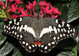 Image result for Vepris bachmannii