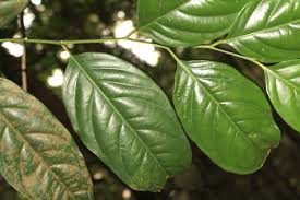 Image result for Strombosia