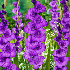 Image result for Gladiolus bellus