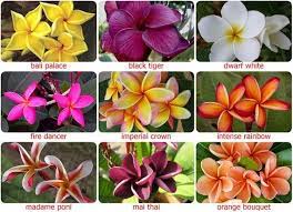 5 Fresh Thai Frangipani Flower Seeds Plumeria Rubra Choose Etsy In 2021 Flower Seeds Frangipani Plumeria