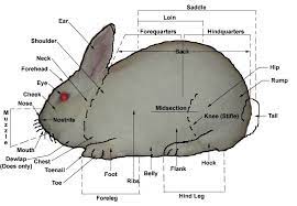 Pin On Rabbits