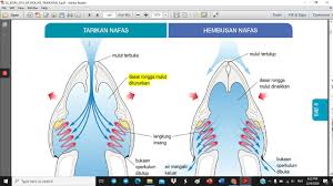 Learn vocabulary, terms and more with flashcards, games and other study tools. Biologi T4 Kssm Bab 8 Topik 8 2 Youtube
