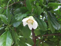 Image result for Dilleniaceae