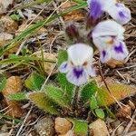 Image result for Craterostigma hirsutum