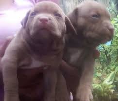 Xl pitbull puppies for sale. American Pitbull Xl Puppies In Sri Lanka Siyaluma Lk